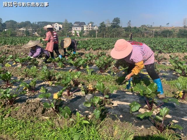 州大坝生产的蔬菜瓜果 在省外太“俏市”ag旗舰厅手机客户端厉害：贵州黄平旧(图1)