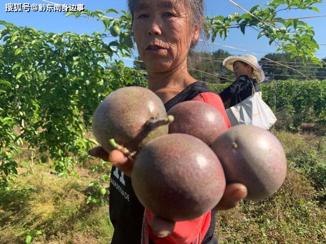 州大坝生产的蔬菜瓜果 在省外太“俏市”ag旗舰厅手机客户端厉害：贵州黄平旧(图4)