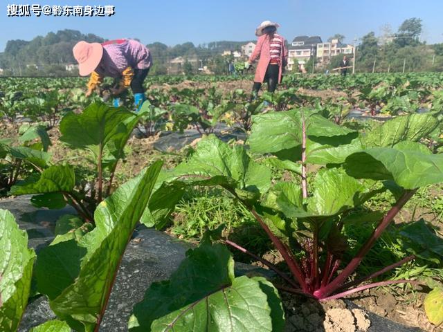 州大坝生产的蔬菜瓜果 在省外太“俏市”ag旗舰厅手机客户端厉害：贵州黄平旧(图5)